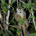 monkey_squirrel_common_la_v_1433_ecu3623.jpg